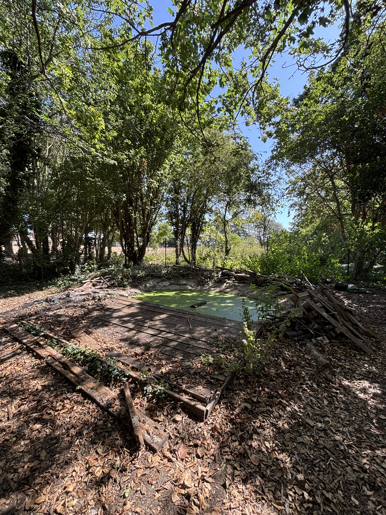 The existing pond, covered in green weed, with broken decking and loose timber around the edge
